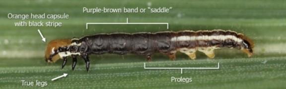 Stalk Borers are on the Move Across Iowa